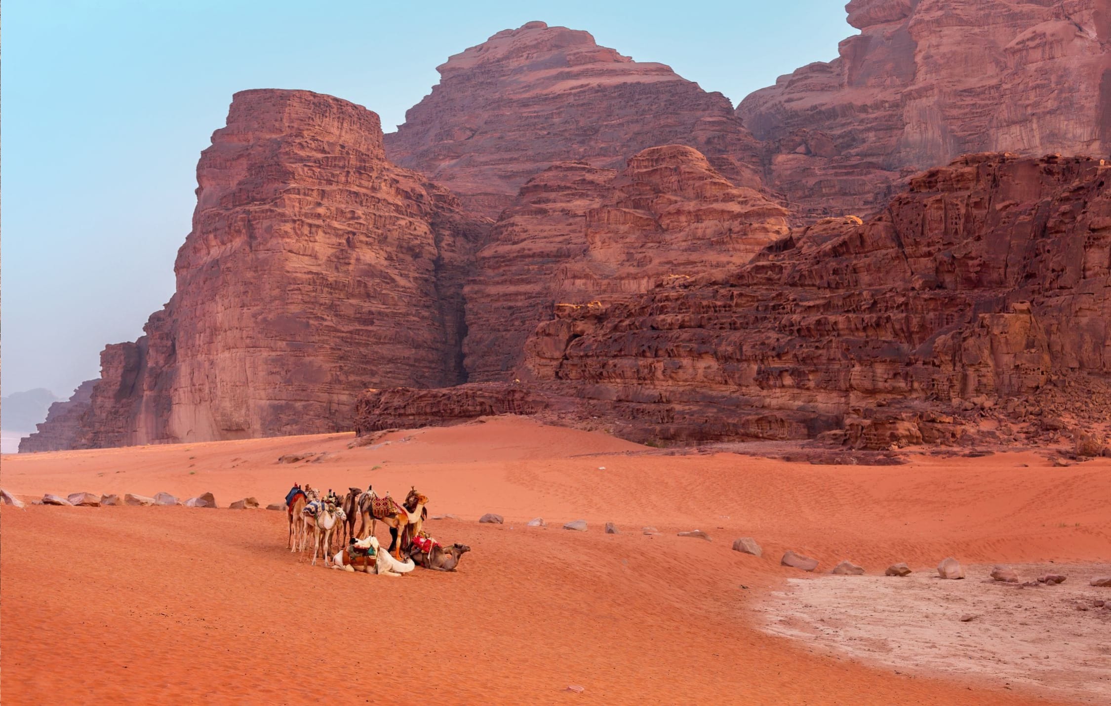 MA-camels-desert-wadi-rum-jordan