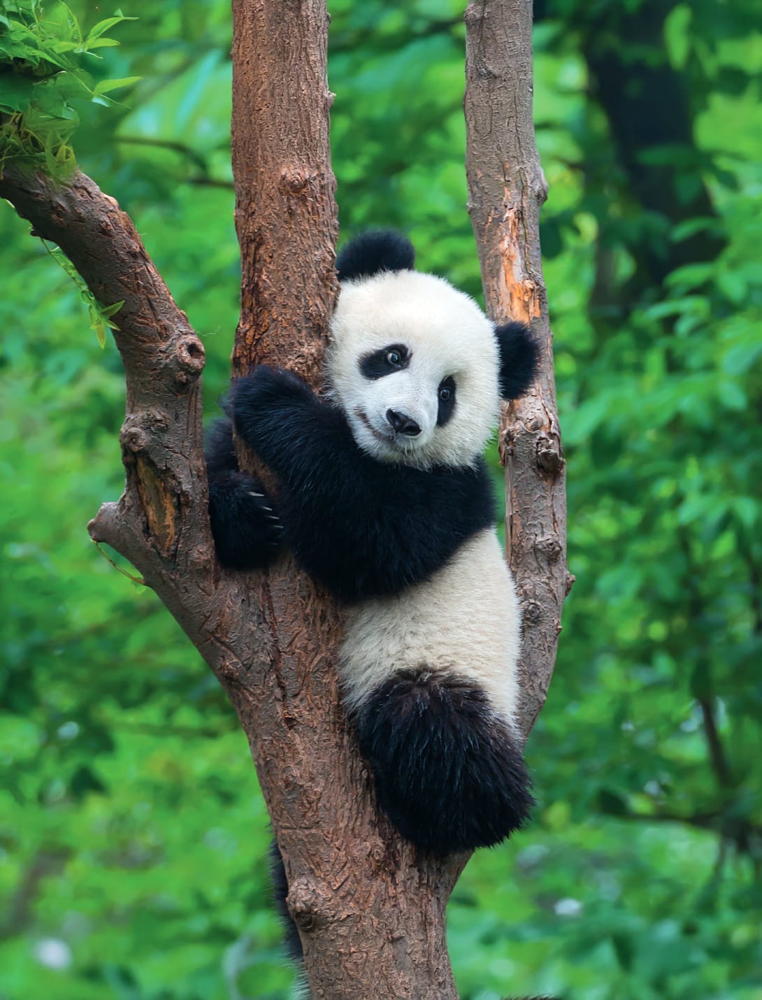 acliviaggi-cina-panda-su-albero-adobestock-348548611