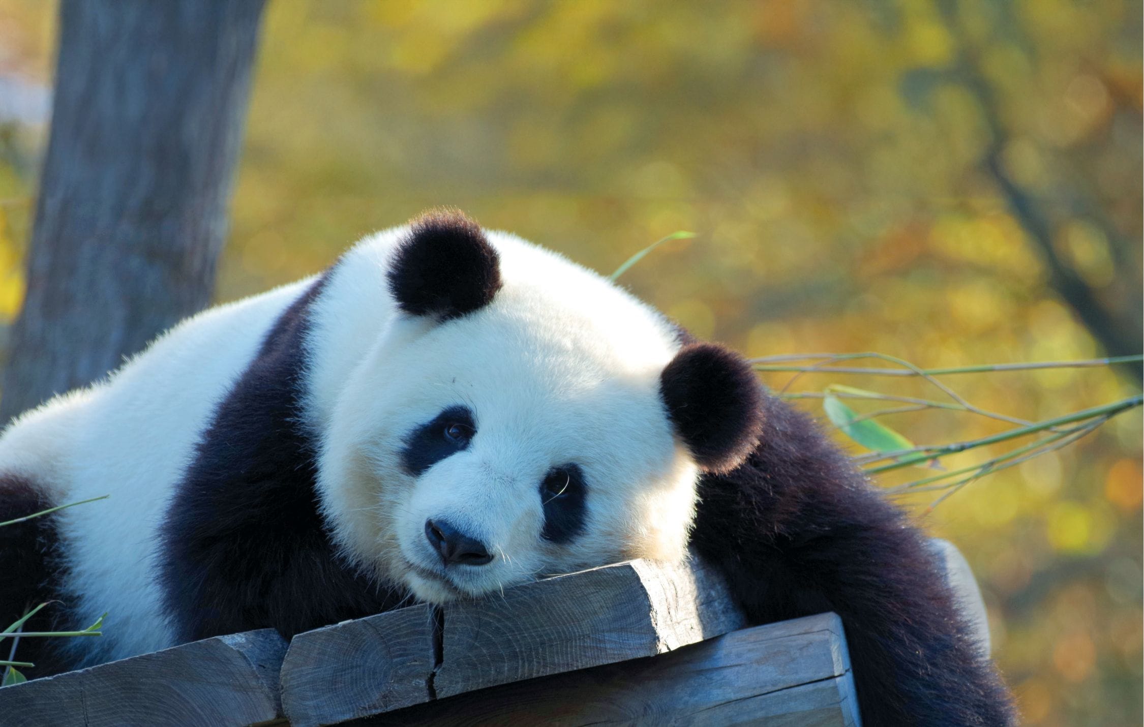 acliviaggi-cina-panda
