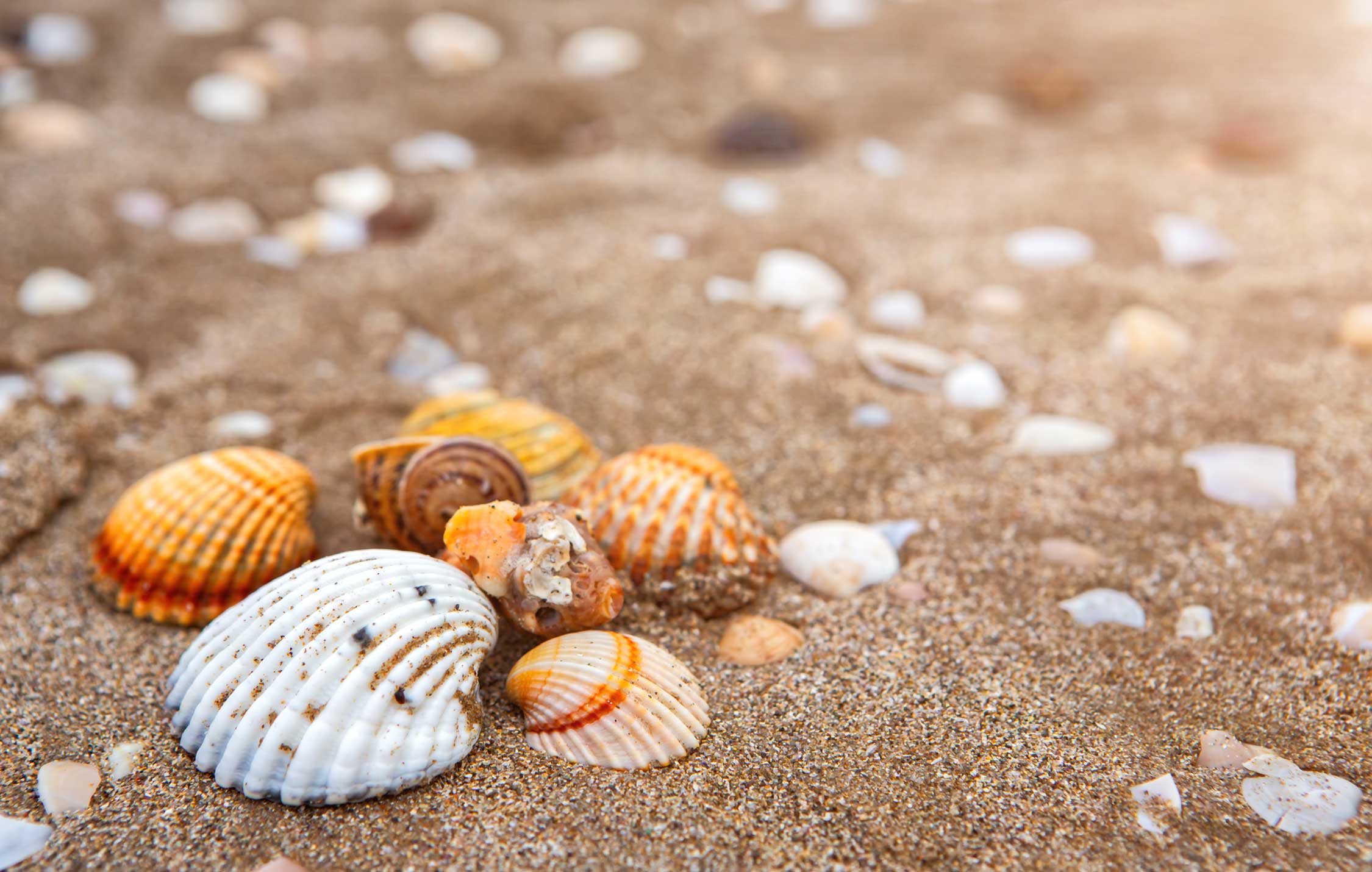Spiaggia con conchiglie a Gatteo a Mare