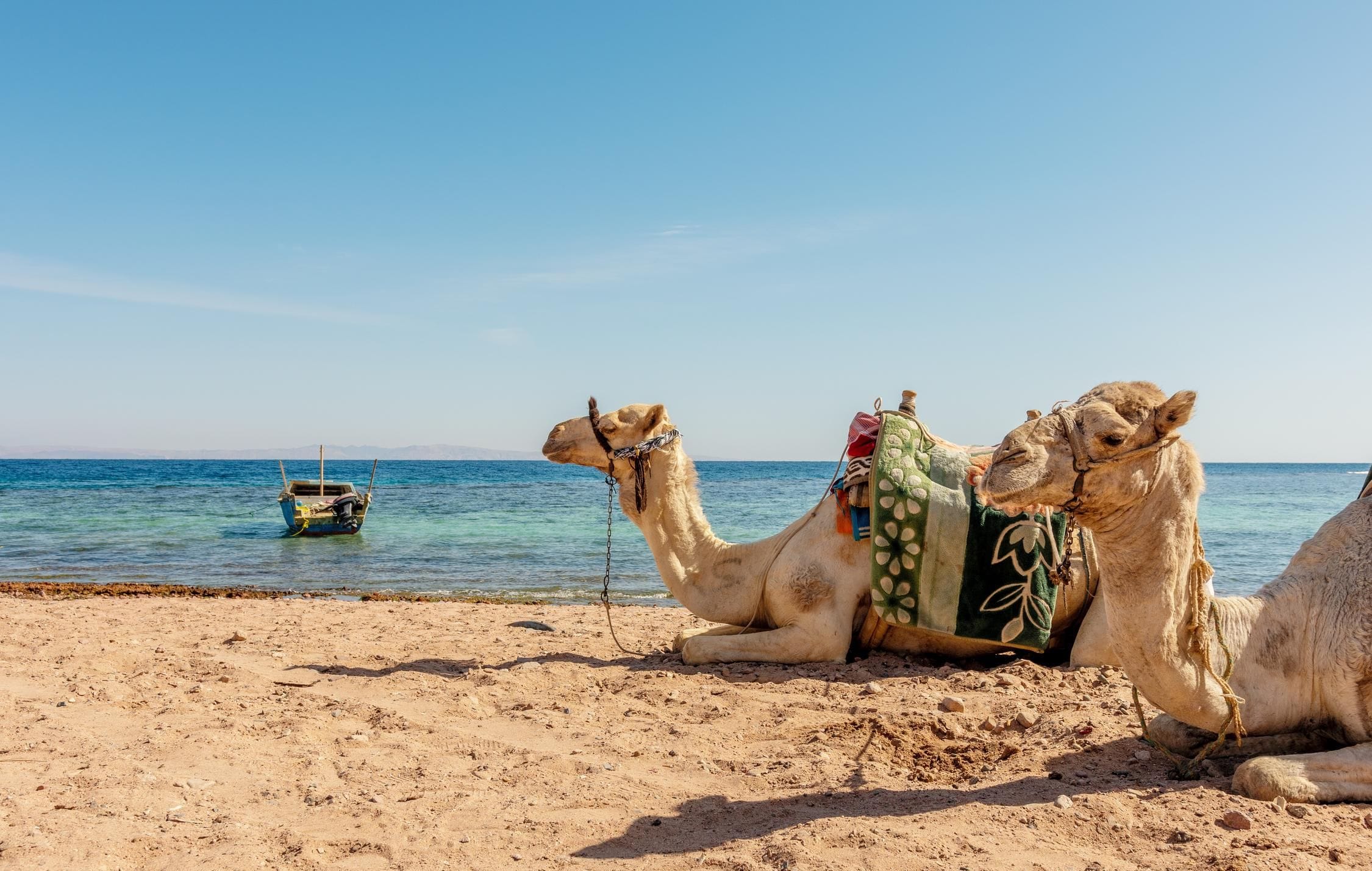 acliviaggi-giordania-wadi-rum-petra-camels-shore-red-sea-gulf-aqaba-dahab-egypt-ma