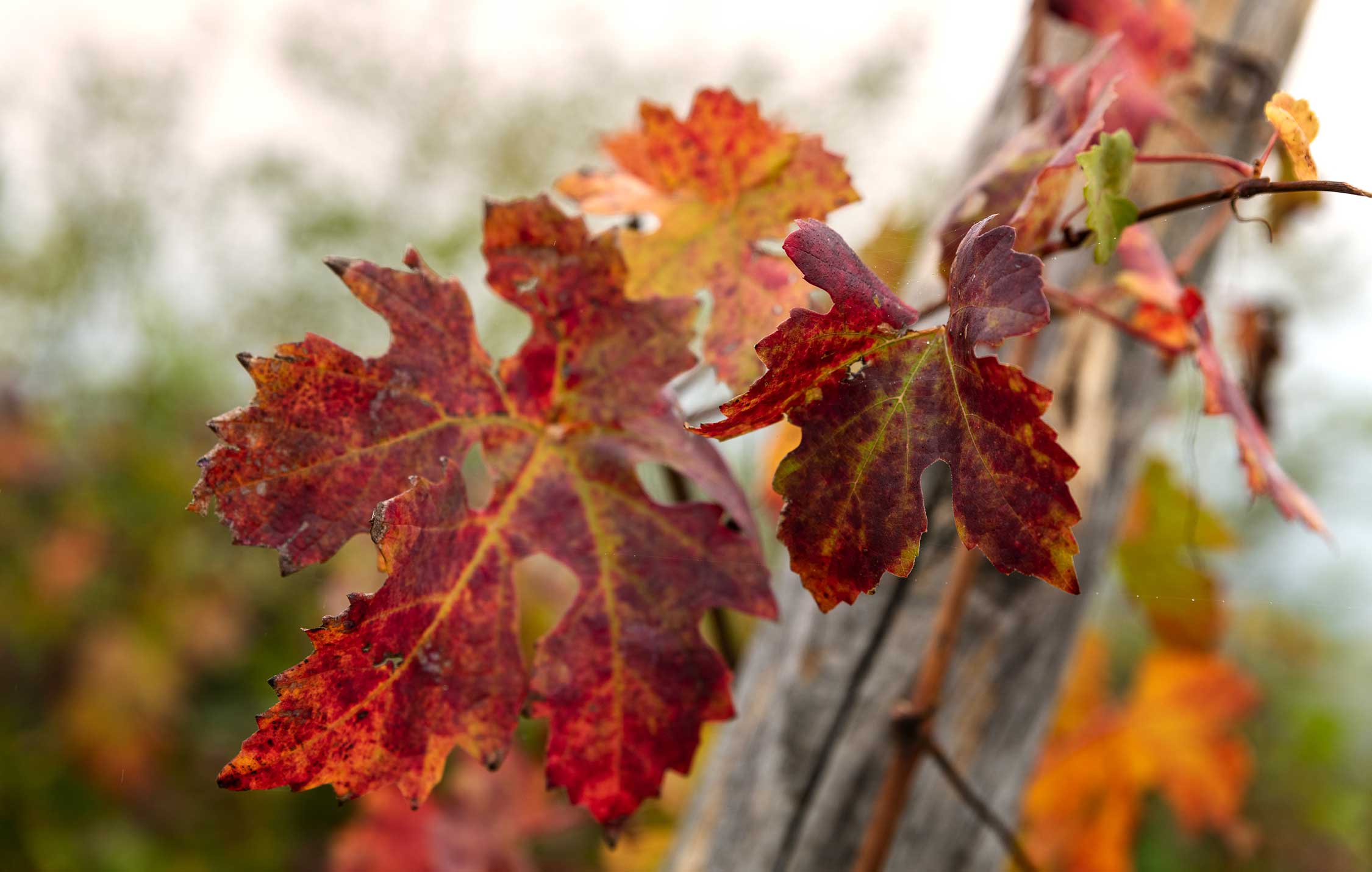 acliviaggi-langhe-foliage-langhe-ma