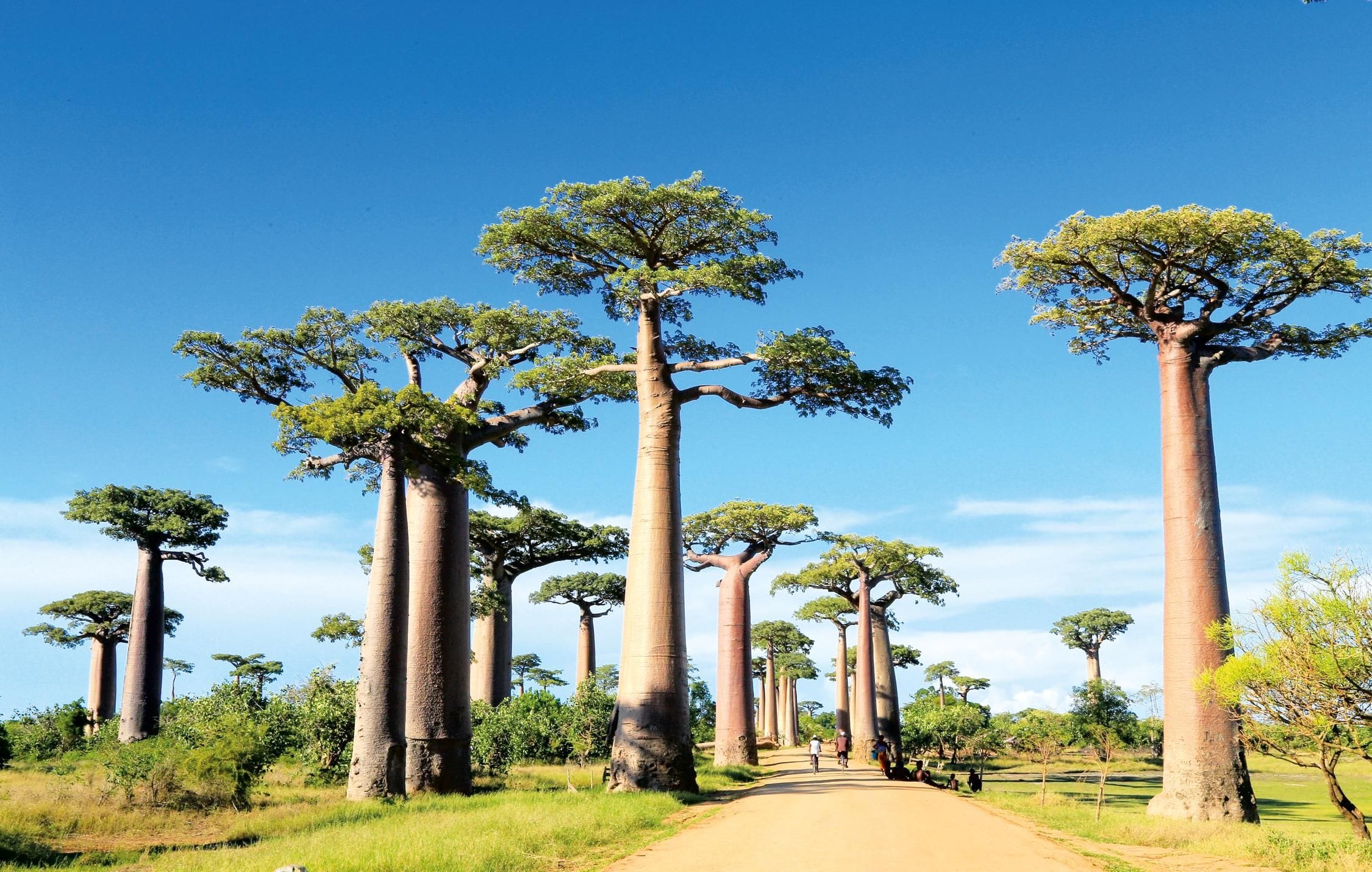acliviaggi-madagascar-baobab-adobestock-200850079