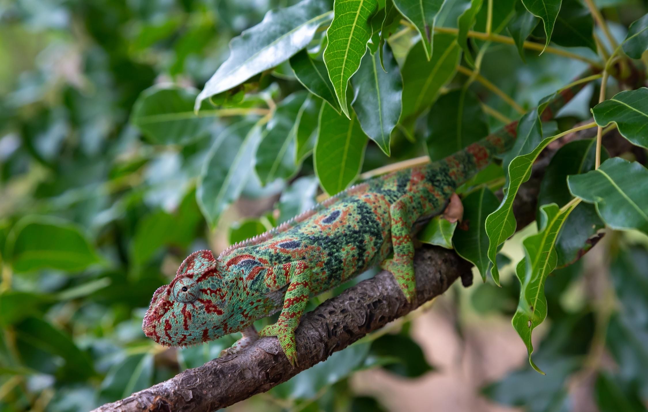 acliviaggi-madagascar-camaleonte-ma