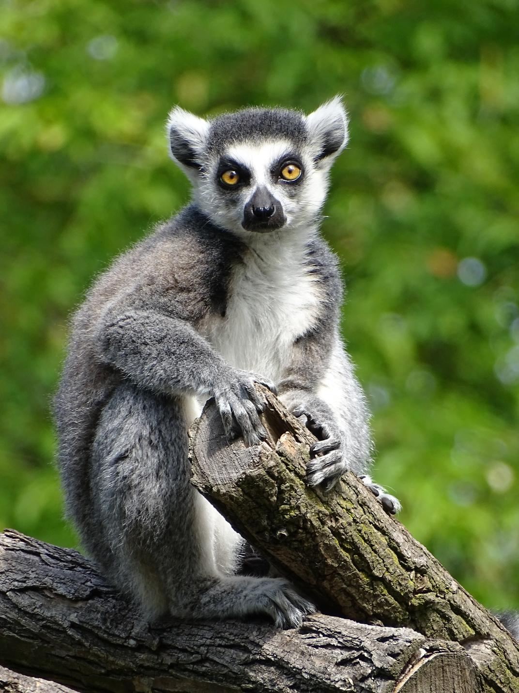 acliviaggi-madagascar-lemure-pixabay