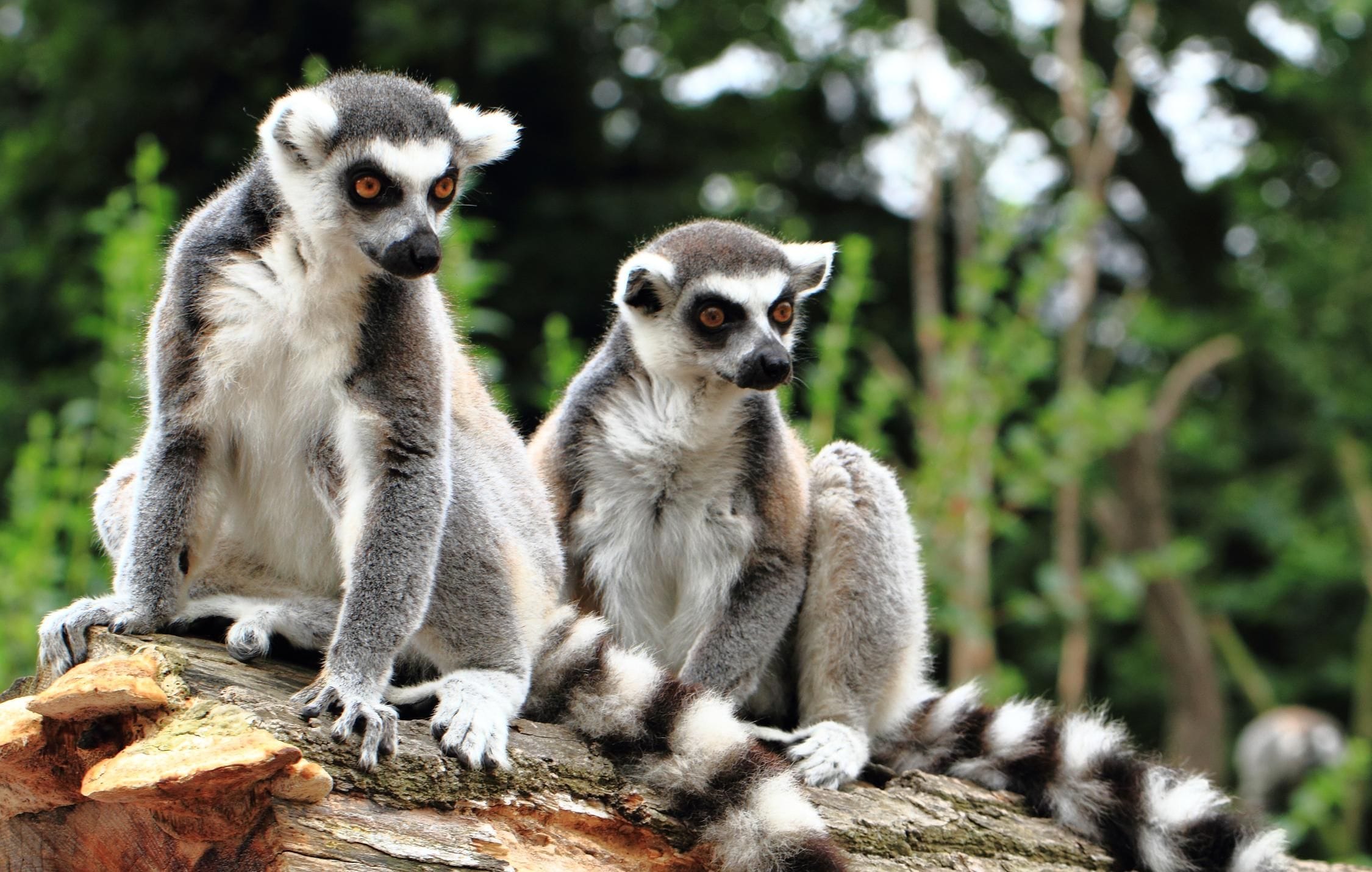 acliviaggi-madagascar-lemuri-orizzontale-ma