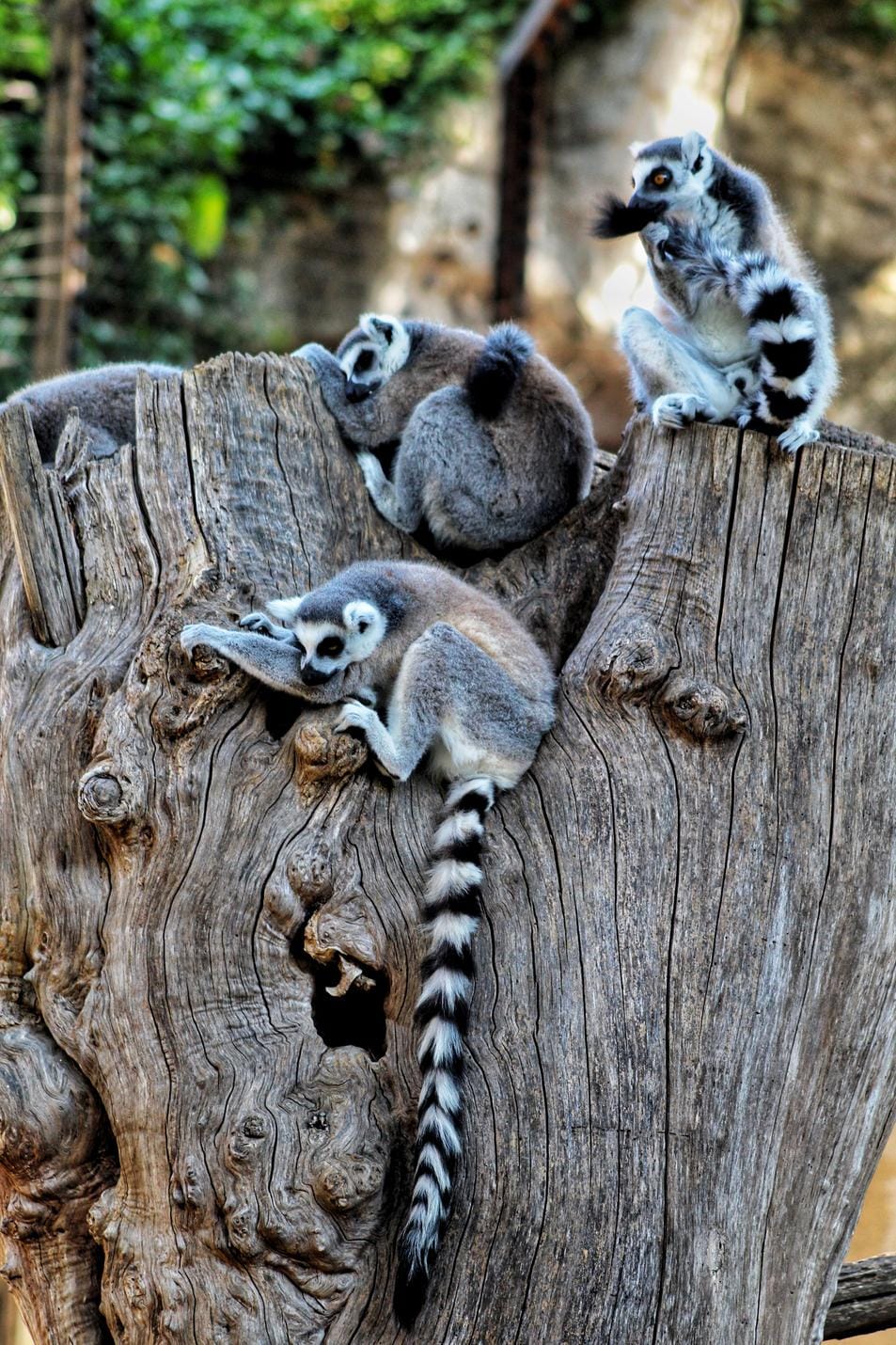 acliviaggi-madagascar-lemuri-pixabay