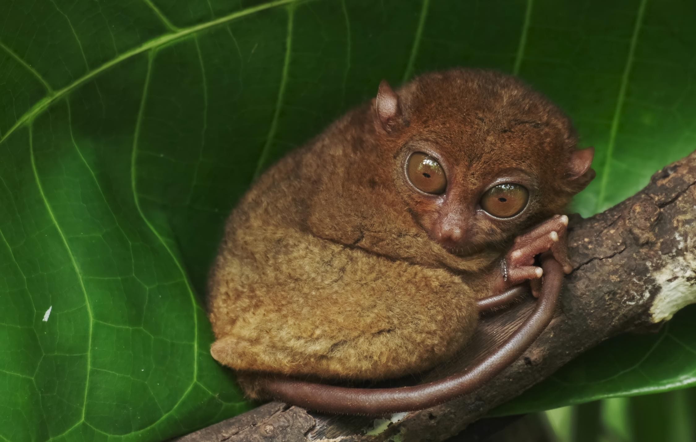 acliviaggi-madagascar-piccolo-lemure-ma