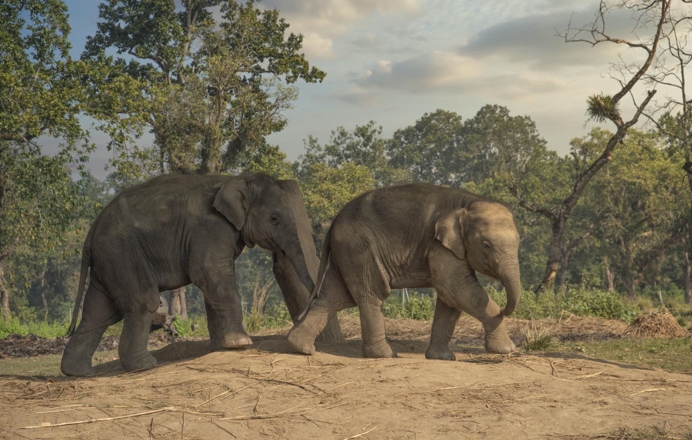 acliviaggi-nepal-elephants--chitwan-ma