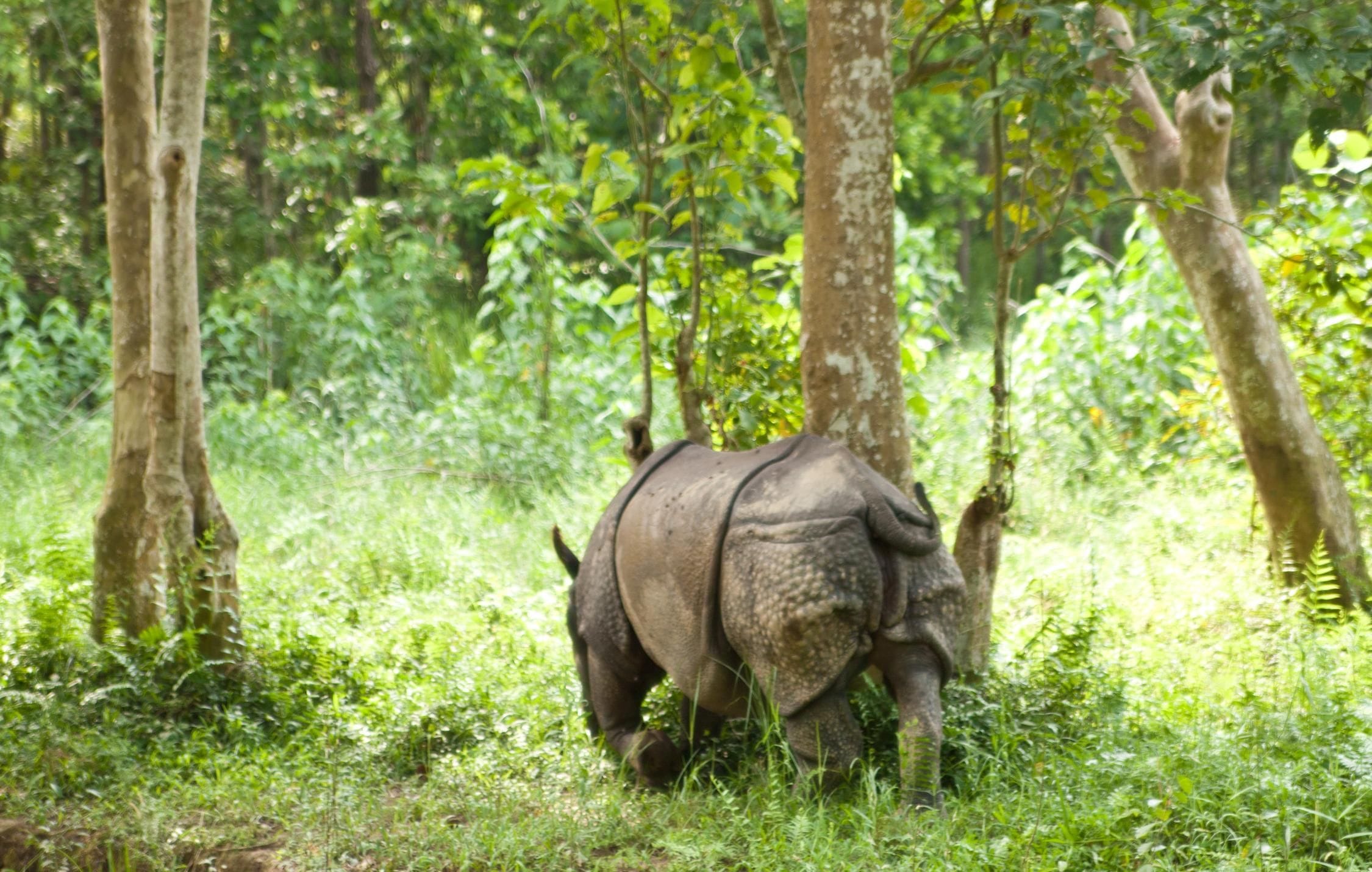 acliviaggi-nepal-rino-chitwan-national-park-nepal-ma