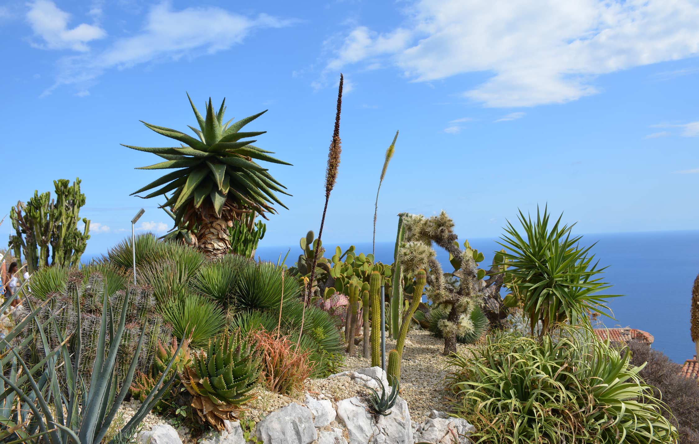Vegetazione mediterranea con vista mare a Pantelleria
