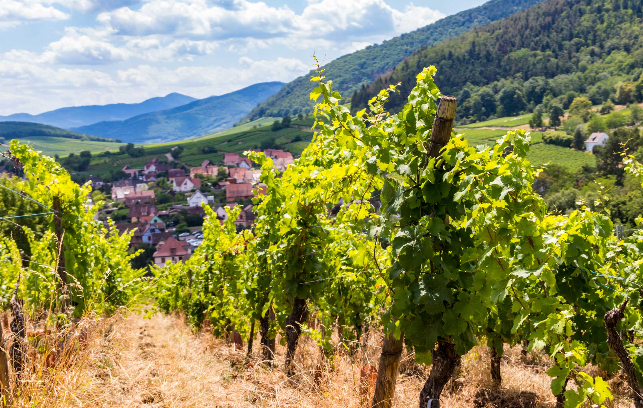 acliviaggi-strasburgo-e-colmar-alsazia-vigneti-ma