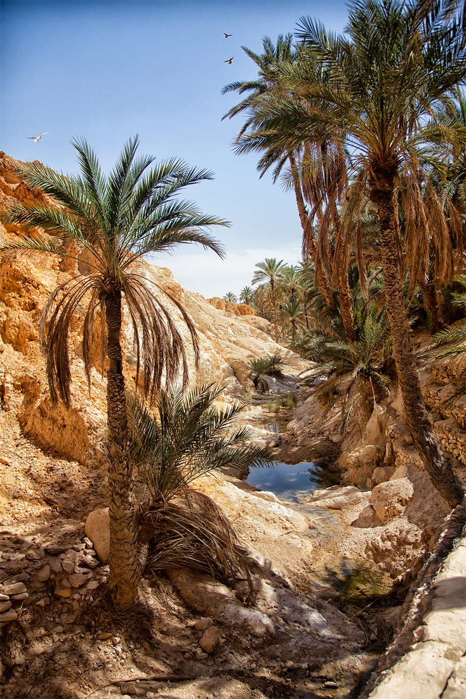 acliviaggi-tunisi-mountain-oasis-chebika-sahara-desert-tunisia-africa-ma