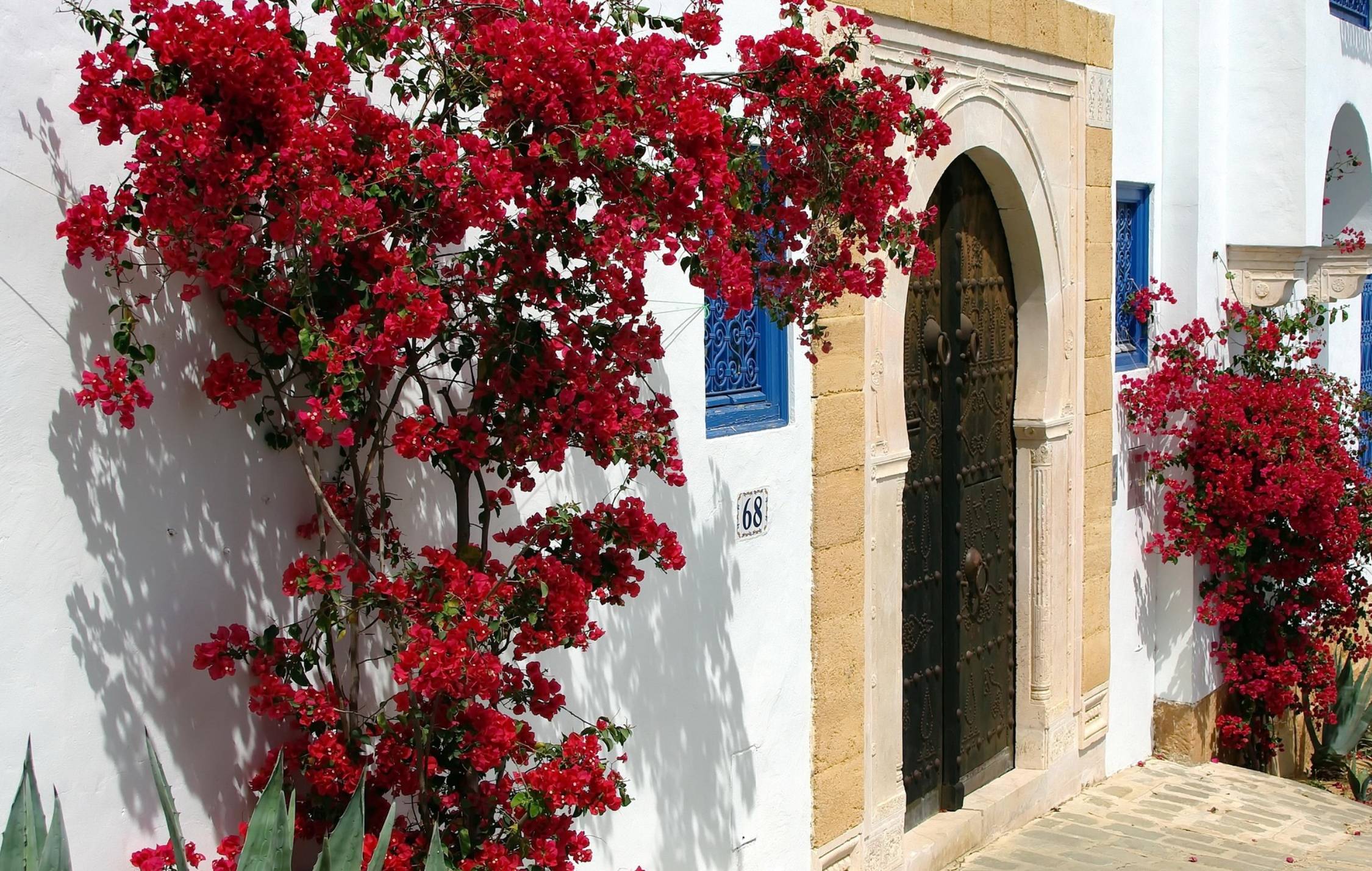 acliviaggi tunisia sidi bou said fiori pb