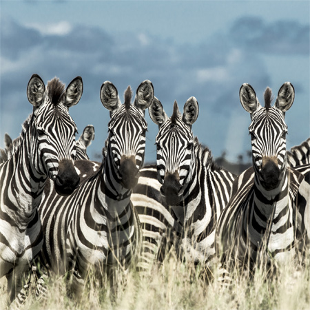 acliviaggi-zebra-safari-africa-landscape-ma