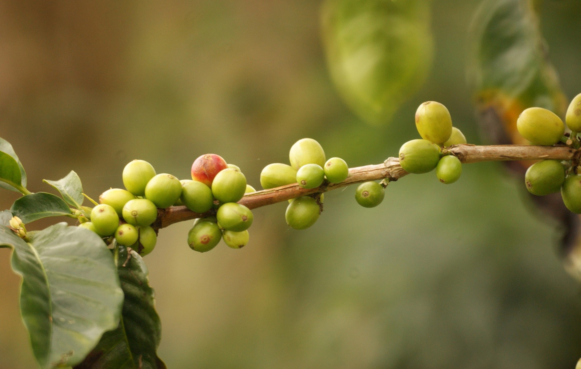 acliviaggi colombia caffè PB