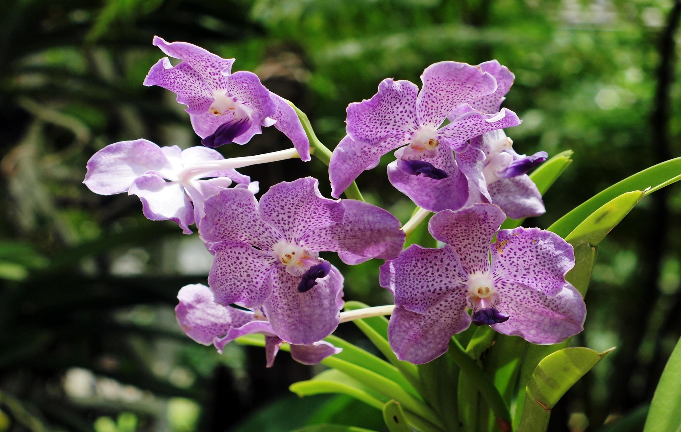 acliviaggi thailandia orchidee PB